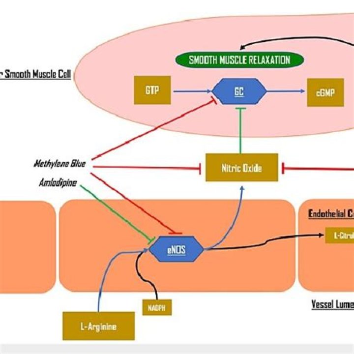 What is the nitric oxide pathway?