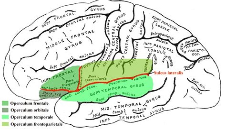 What is the operculum in the brain?