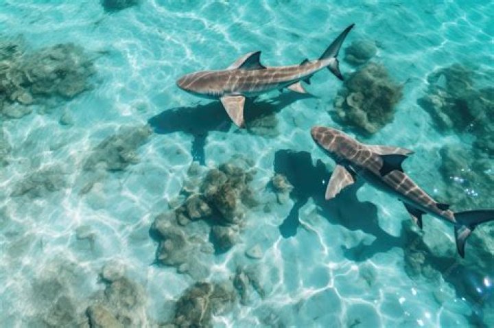 What is the overall message of the Maldive Shark?