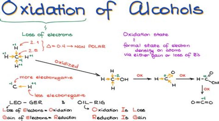 What is the oxidation rate of alcohol?