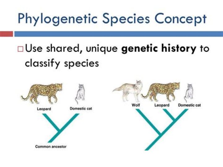 What is the phylogenetic species concept?
