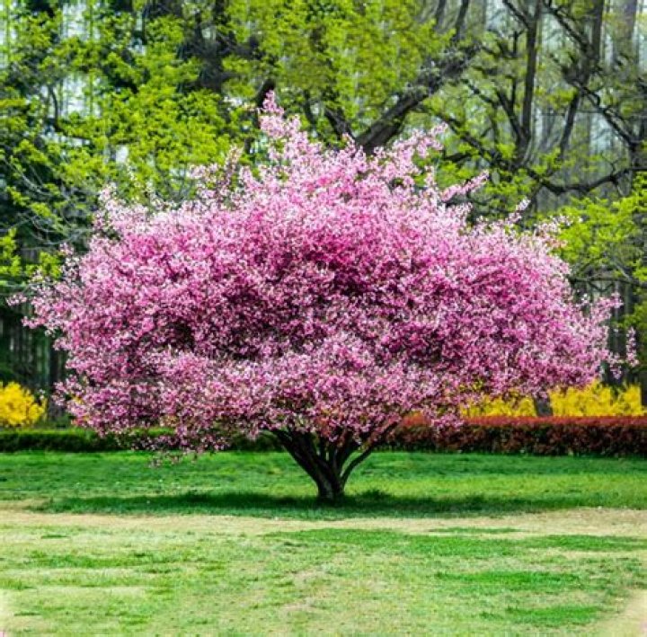 What is the pink flowering tree called?