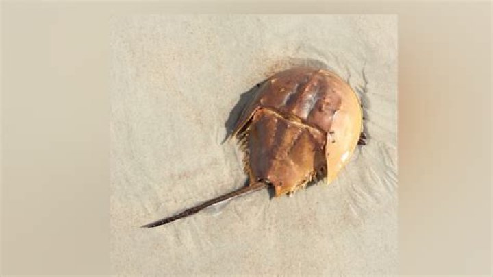 What is the pointy thing on a horseshoe crab?
