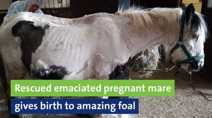 What is the process of a mare giving birth to a foal called?
