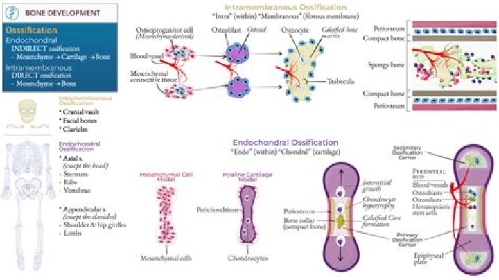 What is the process of endochondral ossification?