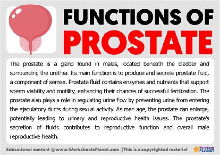 What is the prostate and what is its purpose?