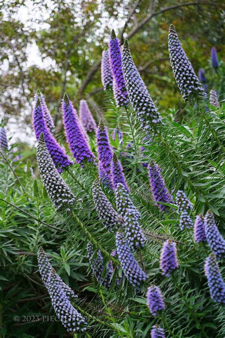 What is the purple cone shaped flower?