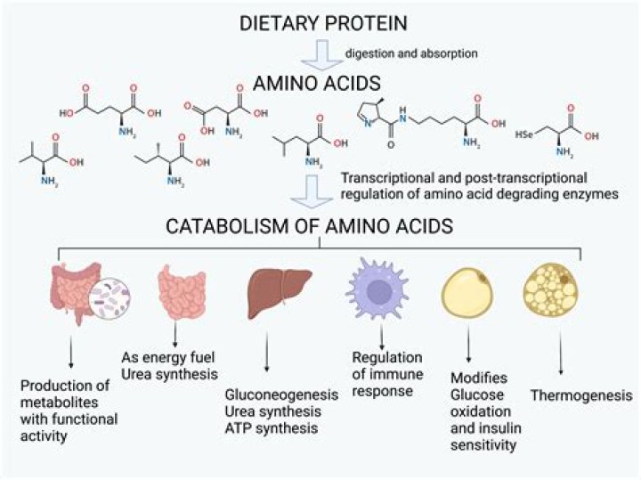 What is the purpose of amino acid metabolism in plants?