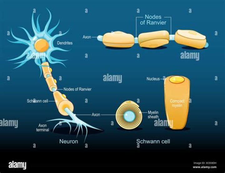 What is the purpose of the nodes of Ranvier?