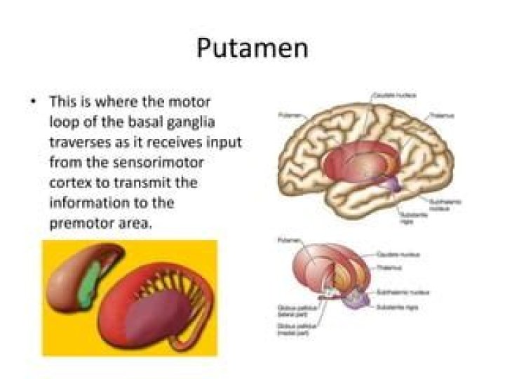 What is the putamen and where is it located?