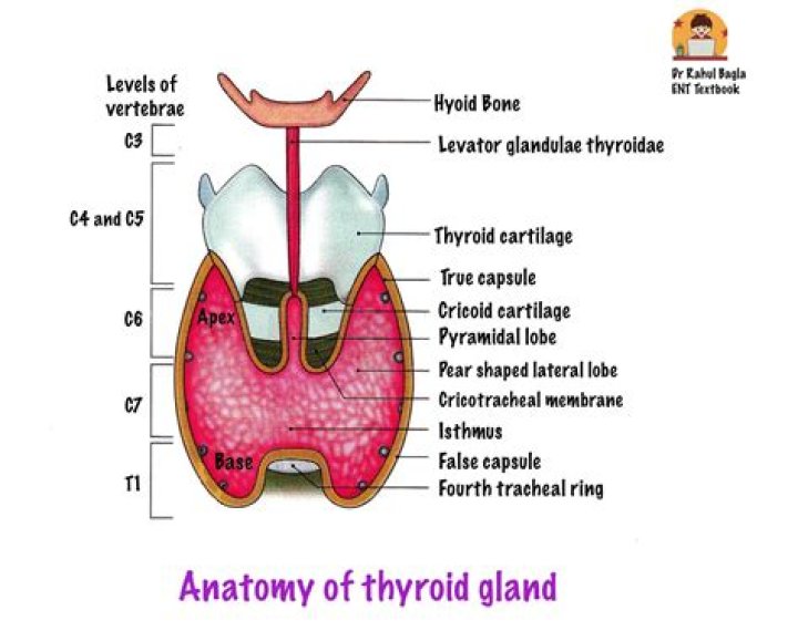 What is the pyramidal lobe of thyroid gland?