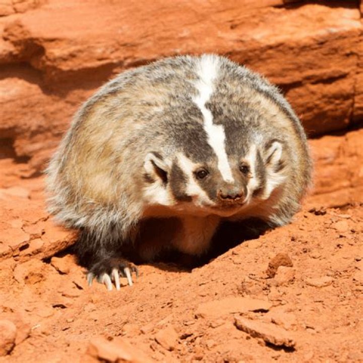 What is the rarest badger?