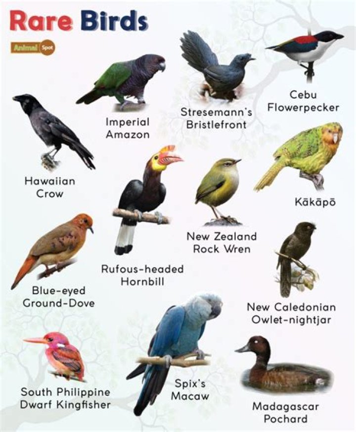 What is the rarest bird in Animal Crossing?