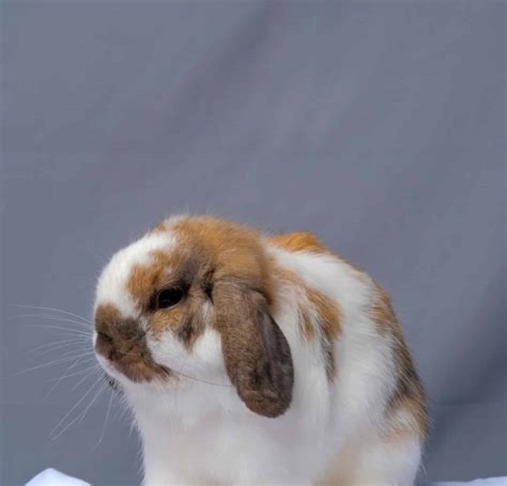 What is the rarest color of Holland Lop?