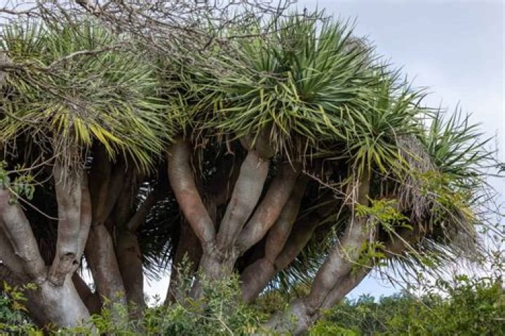 What is the rarest Tillandsia?