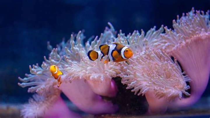 What is the relationship between a clownfish and a sea anemone?