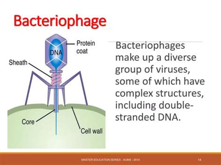 What is the relationship between bacteriophages and bacteria?