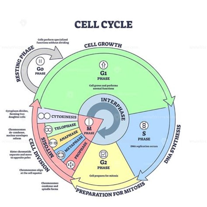 What is the relationship between cell cycle and cancer?