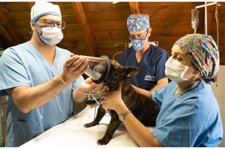 What is the role of a veterinary technician?