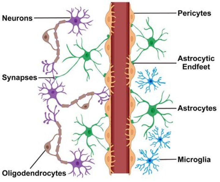 What is the role of astrocytes in the tripartite synapse?