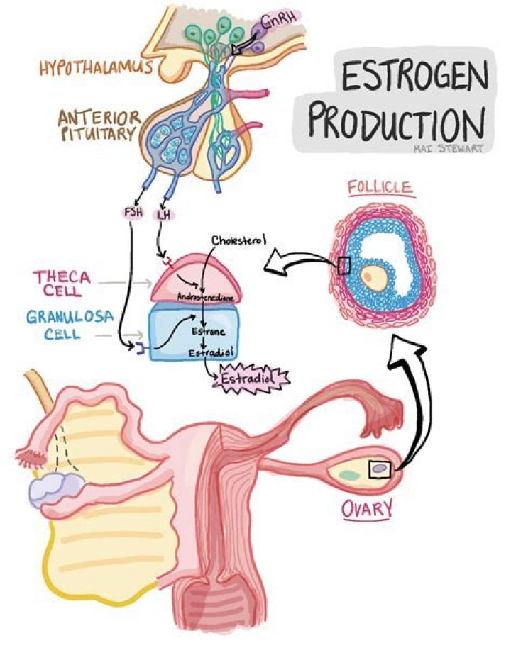 What is the role of endogenous estrogen?