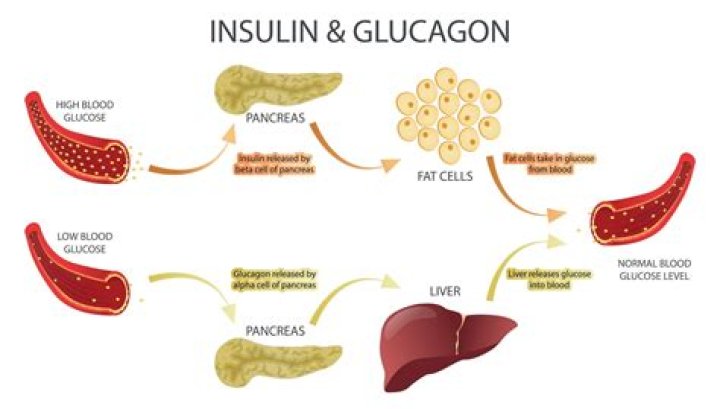 What is the role of glucagon?
