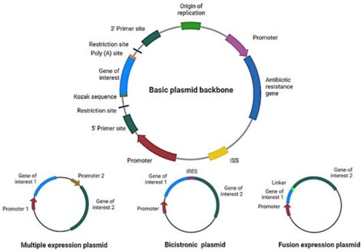 What is the role of helper plasmid pRK2013?