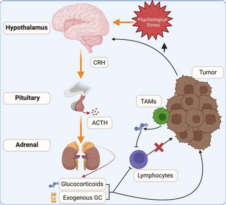 What is the role of propionate?