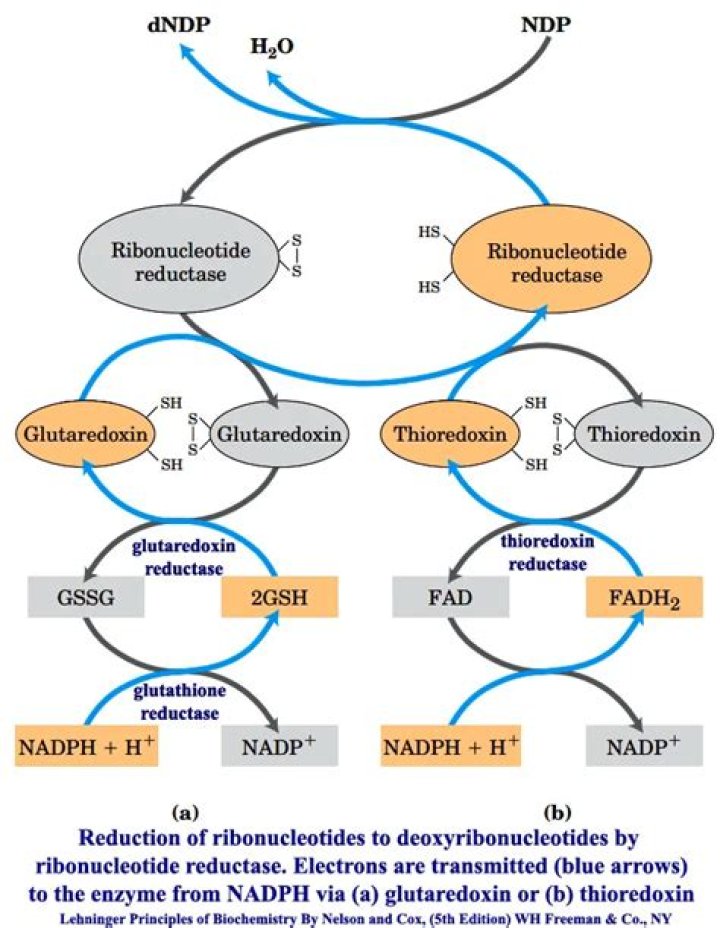 What is the role of ribonucleotide reductase?