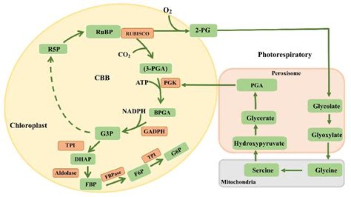 What is the role of the RuBP carboxylase enzyme in photosynthesis?