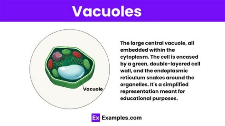 What is the role of vacuole in plant cell?