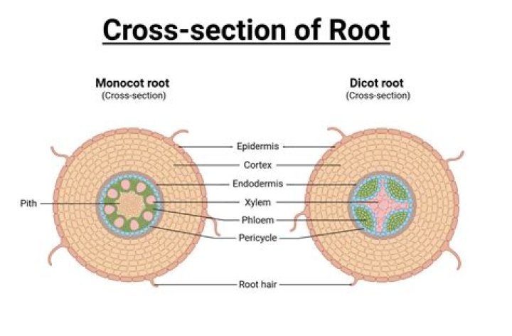 What is the root of median nerve?