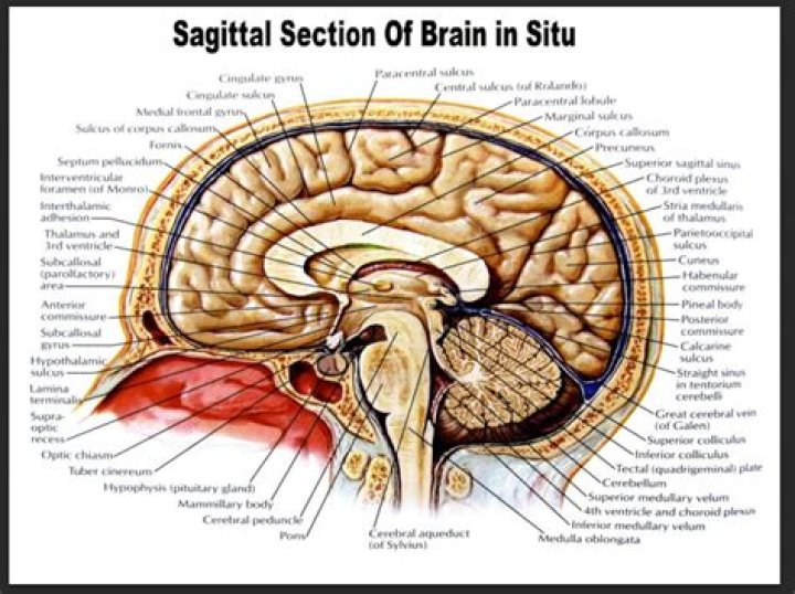 What is the sagittal view?