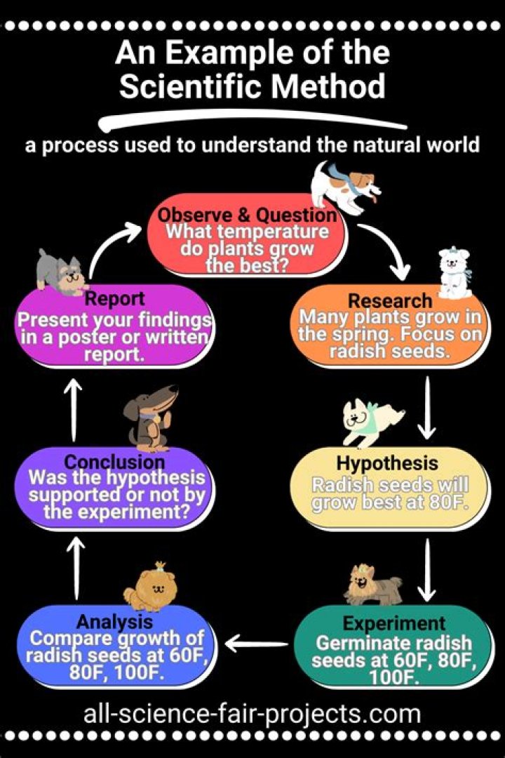 What is the scientific method Grade 8?