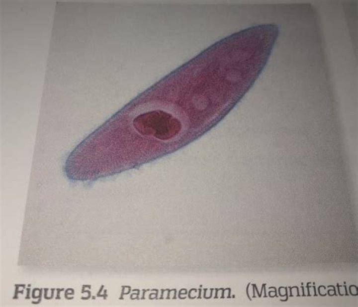 What is the scientific name for paramecium?