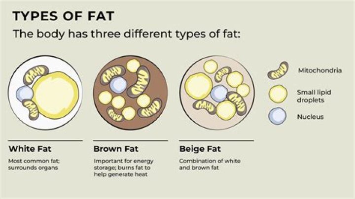 What is the significance of the uncoupling proteins in brown fat?