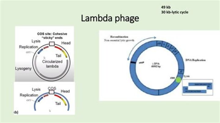 What is the size of the Lambda L bacteriophage DNA?