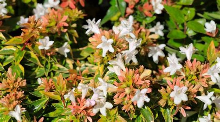 What is the smallest abelia shrub?