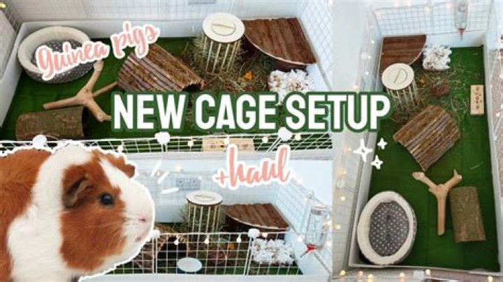 What is the smallest cage for a guinea pig?
