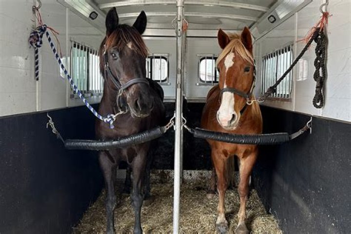 What is the smallest horse trailer?