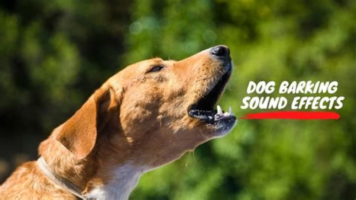 What is the sound of dog bark?