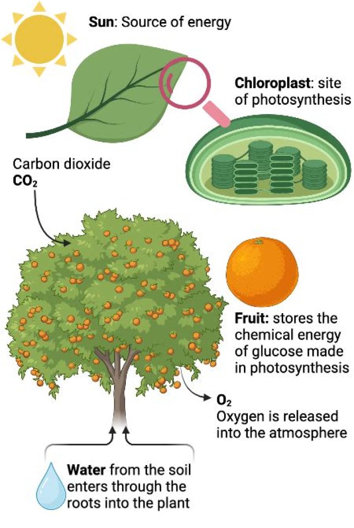 What is the source of energy for photosynthesis?