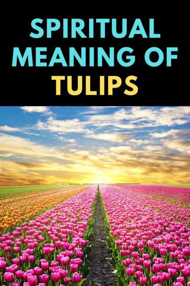 What is the spiritual meaning of tulips?