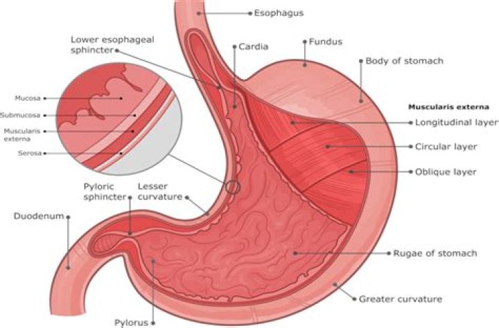 What is the stomach flap called?