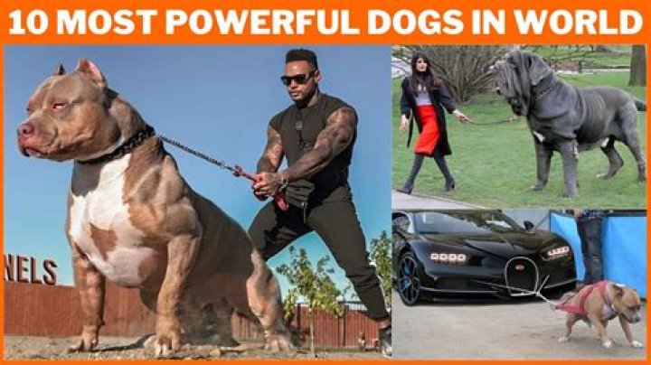 What is the strongest dog in the world 2021?