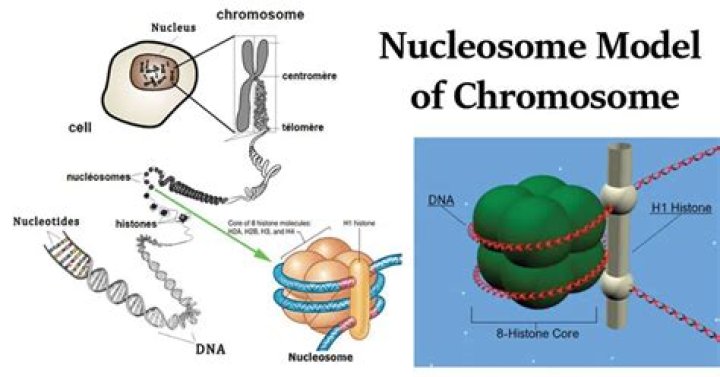 What is the structure of a nucleosome?