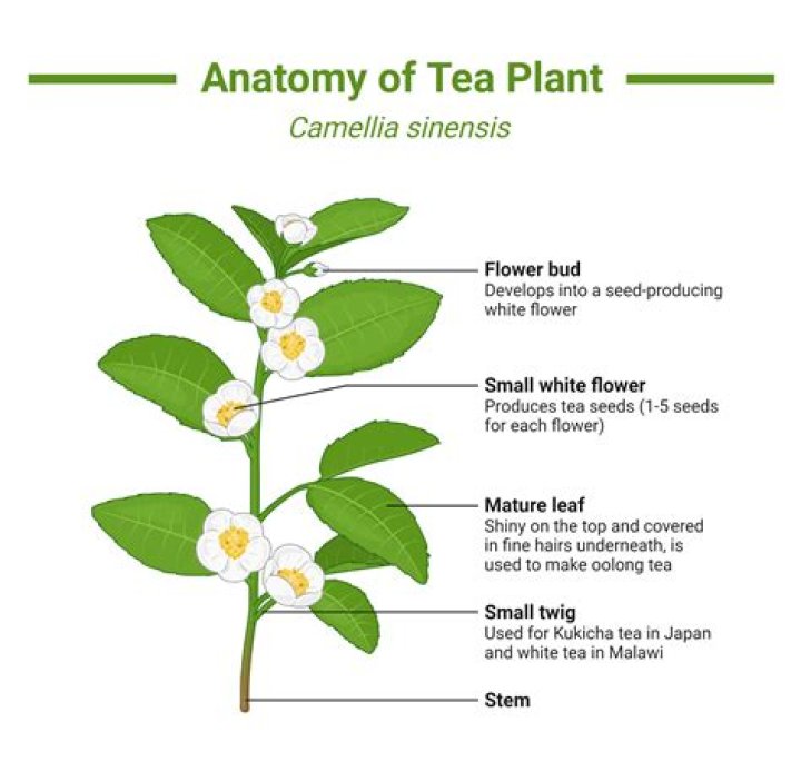 What is the tea plant good for?