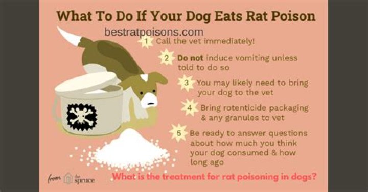 What is the treatment for rat poisoning in dogs?