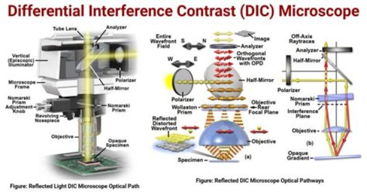 What is the use of differential interference contrast microscope?