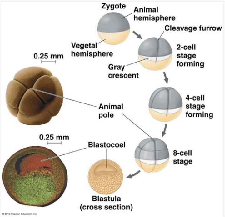 What is the vegetal hemisphere?